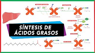 Síntesis de novo de ácidos grasos paso a paso  Bioquímica [upl. by Ellohcin]