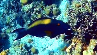 Bicolour parrotfish female Cetoscarus bicolor Двухцветный попугай самка [upl. by Sama]