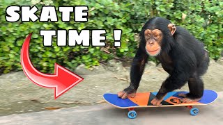 TEACHING A MONKEY HOW TO SKATEBOARD  WILL HE RIDE [upl. by Aryn136]