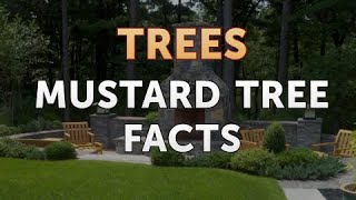 Mustard Tree Facts [upl. by Eikcor335]