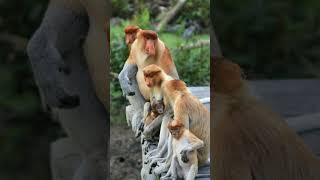 Proboscis Monkey Nasalis larvatus  Observed in Description [upl. by Etiragram]