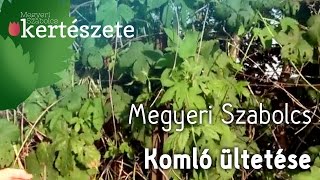 Erdei kúszónövény  Komló ültetése  Humulus lupulus  Megyeri Szabolcs Kertészet Pécs [upl. by Mathur]