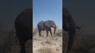 Etosha National Park in Namibia [upl. by Cowey]