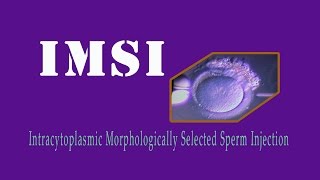 IMSI  Intracytoplasmic Morphologically Selected Sperm Injection [upl. by Lynden]