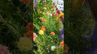 Portulaca plant care fertilizer gardening plants garden portulaca flowers [upl. by Layne457]