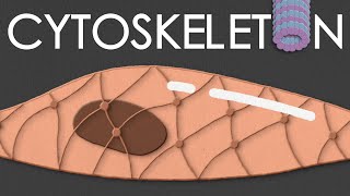 Cytoskeleton structure and function [upl. by Dahsar]