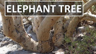 Rare ELEPHANT TREE TOROTE Bursera microphylla in AnzaBorrego Sonoran Desert Fish Creek Wash [upl. by Whalen790]