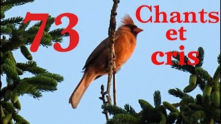 73 Oiseaux du Québec chants et cris [upl. by Kelleher]