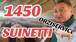 AzAnni Giuseppe 1450 SUINI pronti x essere trasformati in PROSCIUTTI con Ilario Maffi ORZISERVICE [upl. by Senoj]