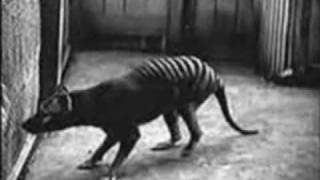 Tasmanian Tiger ULTRA RARE OLD FOOTAGE  no animal sound [upl. by Natanoj]