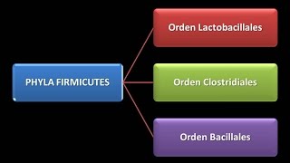 Dominio Bacteria  Phylum Firmicutes [upl. by Eirahcaz]