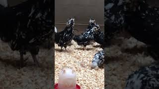 Rooster Crowing Mottled Houdan Chickens farmlife chickens [upl. by Mcclenon]