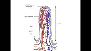 Lintestin grêle La villosités intestinale الخملة المعوية quotANIMATIONquot [upl. by Wendelina195]