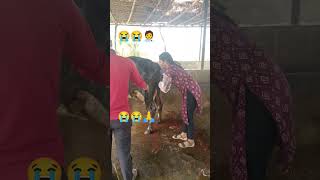 😭🧑‍⚕️LSAvideo funny animalsvideo video 😭😭😭🧑‍⚕️😭😭🥹 [upl. by Perzan423]