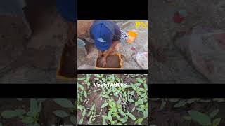 farming 08032015344 dammyhomes moniyaibadan farmlandinvestment [upl. by Naillil]