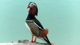 ② Mandarin Duck Aix galericulata pato mandarín Mandarinente [upl. by Sonafets]