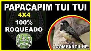 papacapim  TUI TUI 4X4 100 ROQUEADO [upl. by Herta]