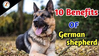 10 Benefits Of German shepherd  In Hindi  benefits of German shepherd [upl. by Kurland]