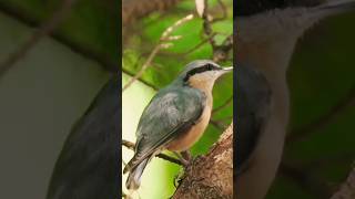 ♥️ Nuthatch Bird ♥️ [upl. by Atneciv]