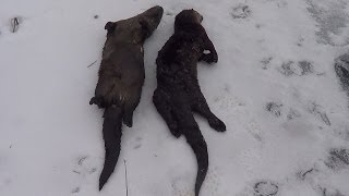 Otter Trapping with footholds and conibears  Beaver Bandit Andy Mormann [upl. by Sirronal471]