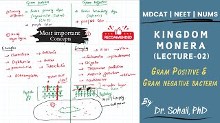 Kingdom Monera  Lecture02  Gram positive and Gram Negative Bacteria  MDCAT  NUMS  NEET [upl. by Mahtal]