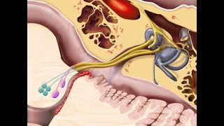 Cranial nerve VIII [upl. by Searcy]