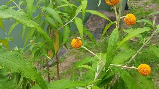 Buddleja Globosa [upl. by Kimberley548]