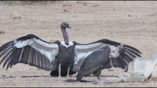 BIRDS OF THE INDIAN THAR DESERT [upl. by Sesylu]