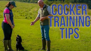 Cocker Spaniel Training [upl. by Hatch]