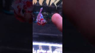 Betta Fish Plakat Koi Barongsai Top Grade😍 [upl. by Graner151]