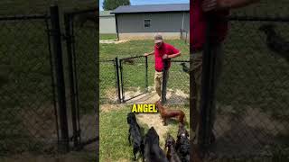 Dog training skill level 9000 viral animals dog [upl. by Kinsler938]