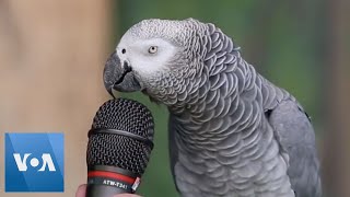 Talking Parrot  VOANews [upl. by Kellene]