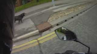 DOG CHASES MOTORCYCLE [upl. by Silvan]