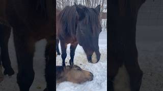 Horse Knocks off Rider and Finishes Competition Alone [upl. by Hoagland401]