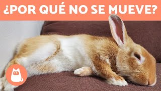 Mi CONEJO NO se MUEVE pero RESPIRA 🐰 ¿Qué le pasa [upl. by Giverin]