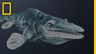 Mosasaurs 101  National Geographic [upl. by Llennahs11]