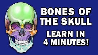 BONES OF THE SKULL  LEARN IN 4 MINUTES [upl. by Alejo853]