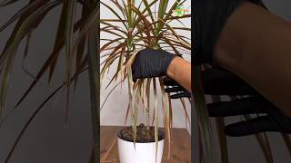 Dracaena Marginata  Dragon Tree Popular Houseplant dracaena thegreenearth plants [upl. by Eveline649]