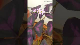 Oxalis Triangularis 🌿 oxalistriangularis flowers plants gardenofpeace balconygarden [upl. by Ruhnke960]