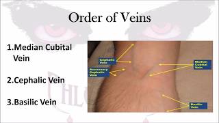 Phlebotomy The Order of Veins [upl. by Rogerio]