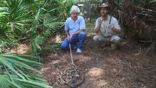 6 Venomous Snakes of Florida Kamp Kenan S2 Episode 17 [upl. by Heron]