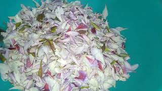 Kachnar Gorral ke Flowers 🌺 Ki Sabji Uttarakhandi Recipe Ayurvedic Benefits [upl. by Arondell]