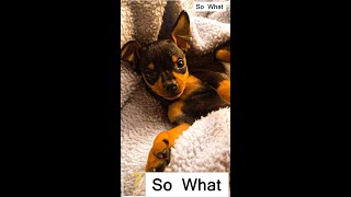 Everything You Need To Know Miniature Pinscher [upl. by Charyl469]