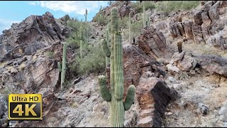 Soaring Through Sonoran Desert Cactuses In 4K Rugged Beauty [upl. by Iredale525]