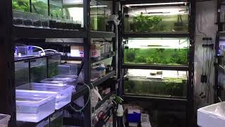 Breeding Danio species [upl. by Husha]