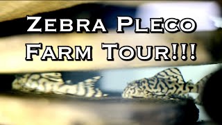 Zebra Pleco Farm Tour of Pleco Ceramics Subscribe for more [upl. by Sanfred]