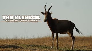 The Blesbok Bontebok  Everything you need to know about Blesbok [upl. by Autum537]