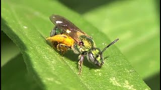 Metallic Green Sweat Bee 4 [upl. by Fitzhugh560]