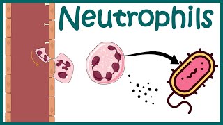 Neutrophil and its role in immunity Neutrophil in antibacterial immunity Functions of neutrophils [upl. by Annaoj]