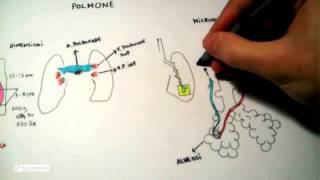 511 Polmone anatomia e fisiologia [upl. by Asamot]